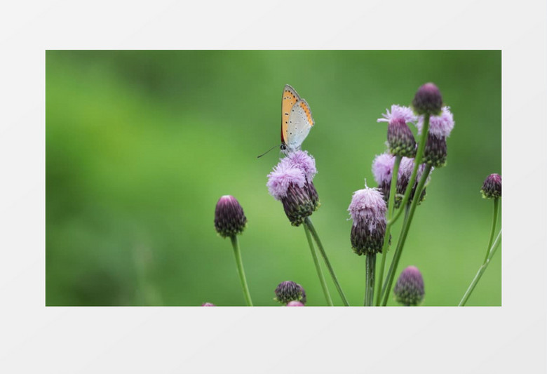 蝴蝶在紫色的小花苞上舞动翅膀实拍视频素材