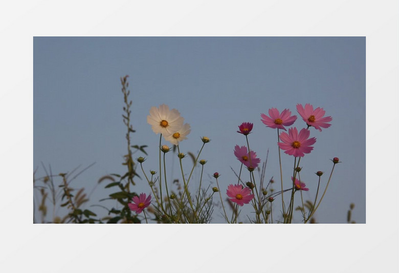 黄昏下随风飘动的花朵实拍视频素材