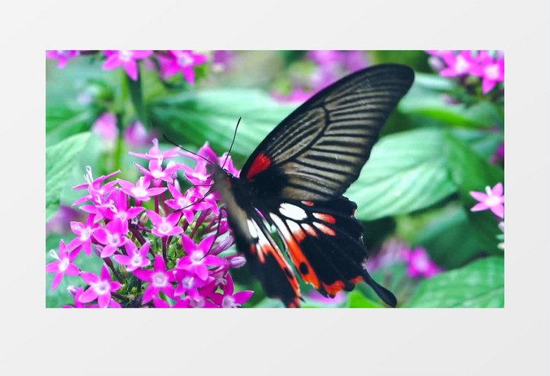 黑色的蝴蝶在紫色花朵上飞舞实拍视频素材