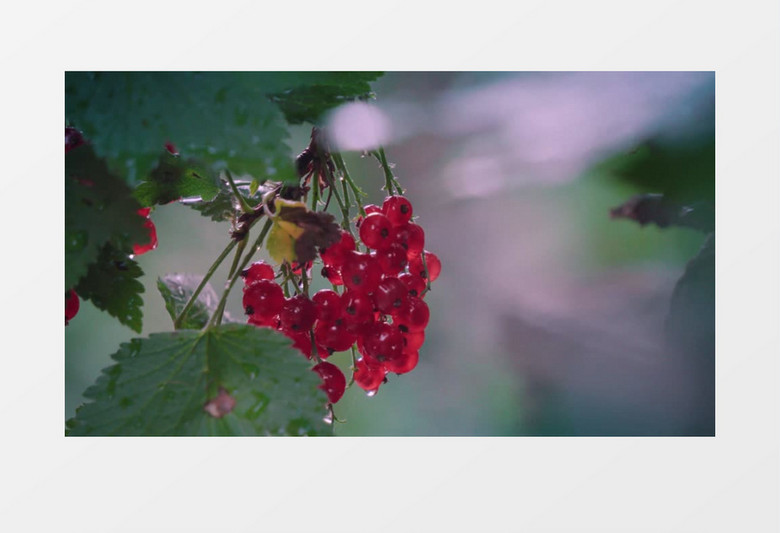 红色的果实在风中飘动实拍视频素材