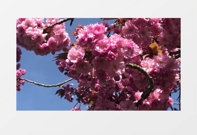粉色的花簇在微微摆动实拍视频素材