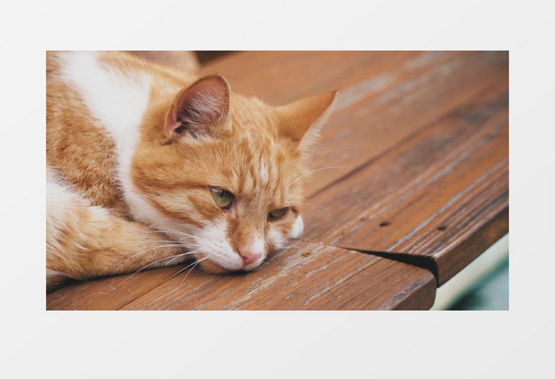 大猫趴在木地板上休息实拍视频素材