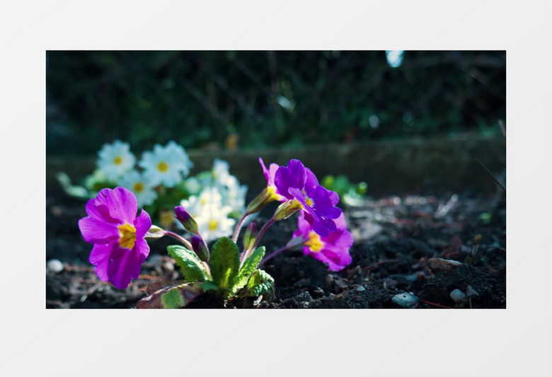 紫色的喇叭花在泥土中绽放实拍视频素材