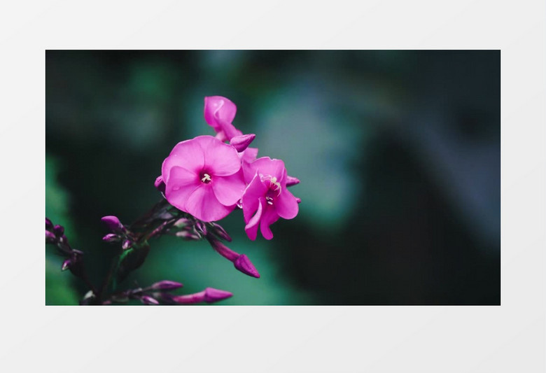 紫色的花朵在风中摆动实拍视频素材