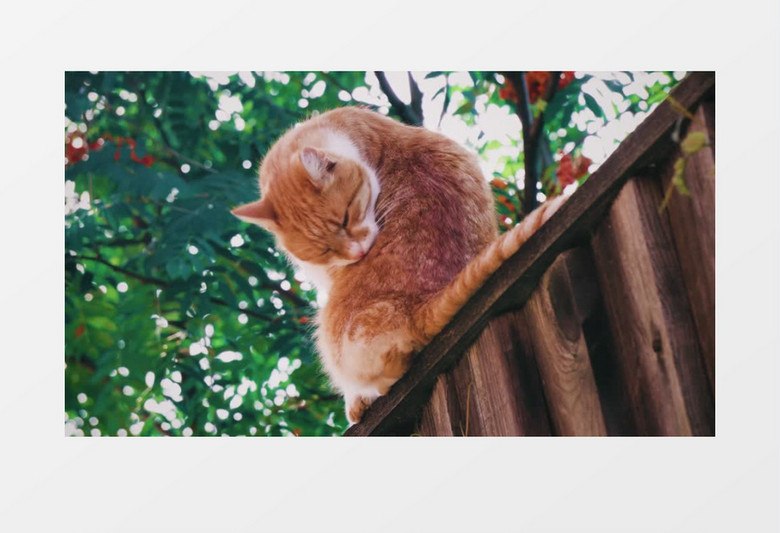 棕色的猫在高台上休息实拍视频素材