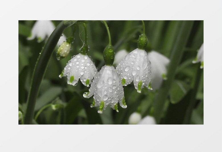 白色的铃兰在雨后布满水滴实拍视频素材