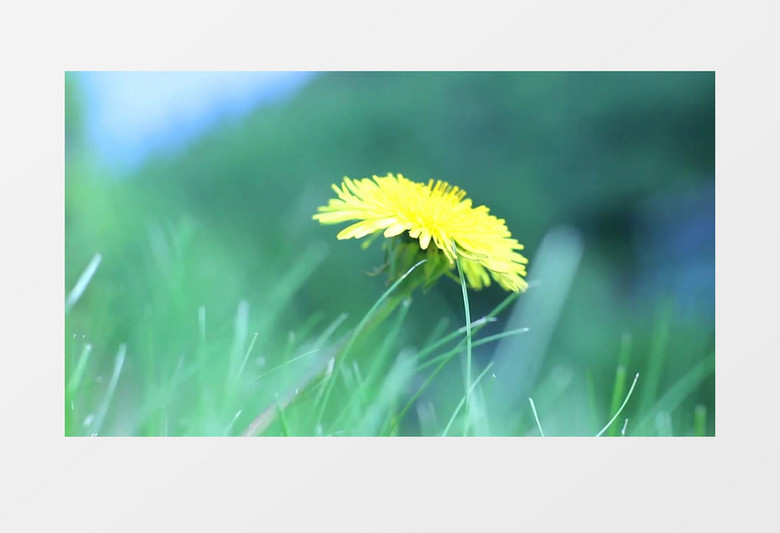 在野外被大风吹动的黄色花朵实拍视频素材