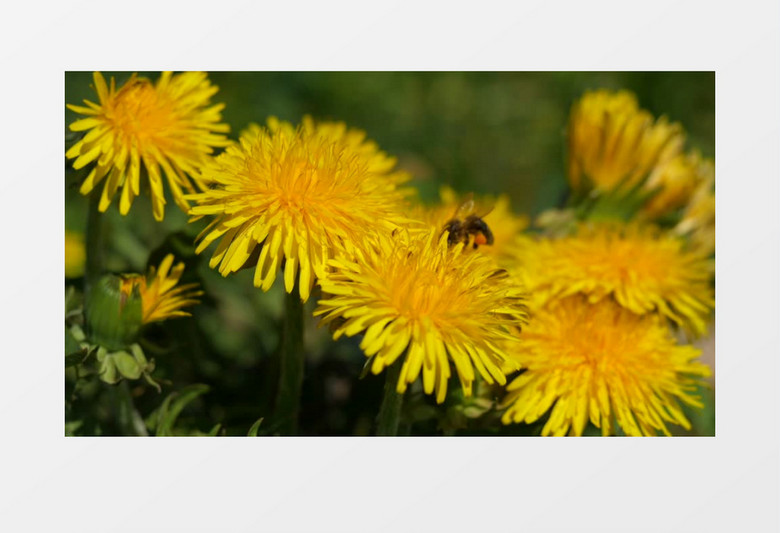 在黄色花朵上采蜜的蜜蜂实拍视频素材