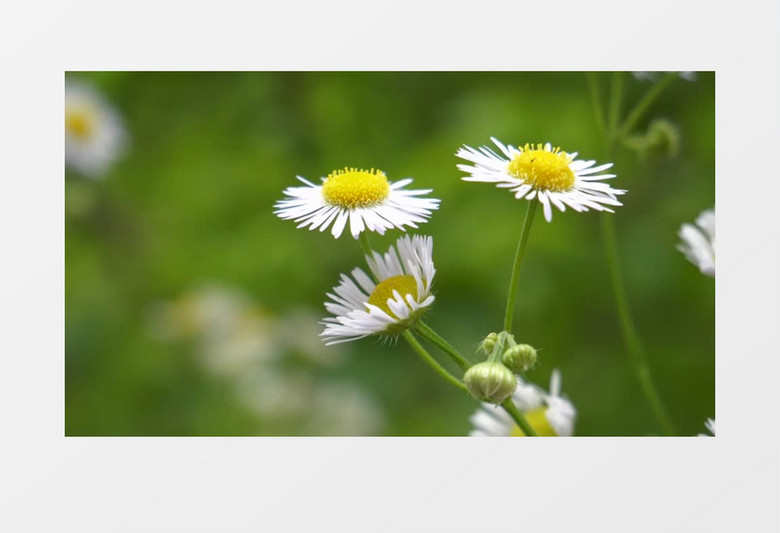 微风中的小雏菊在随风摆动实拍视频素材