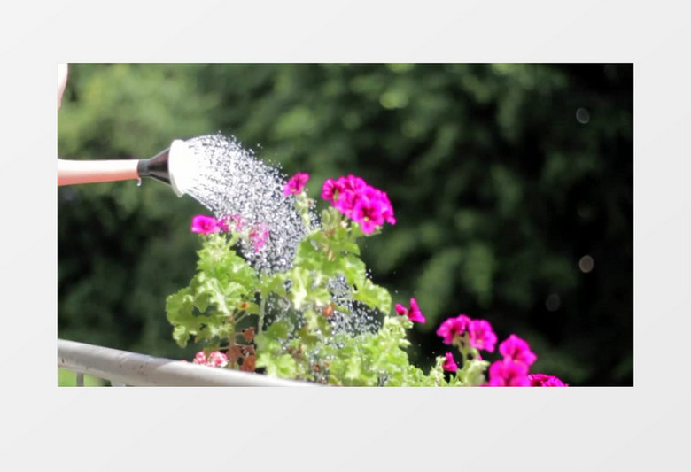 水壶给红色的花朵浇水实拍视频素材
