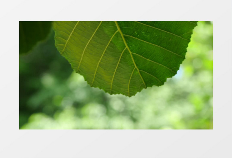 实拍摇曳的绿叶实拍视频素材