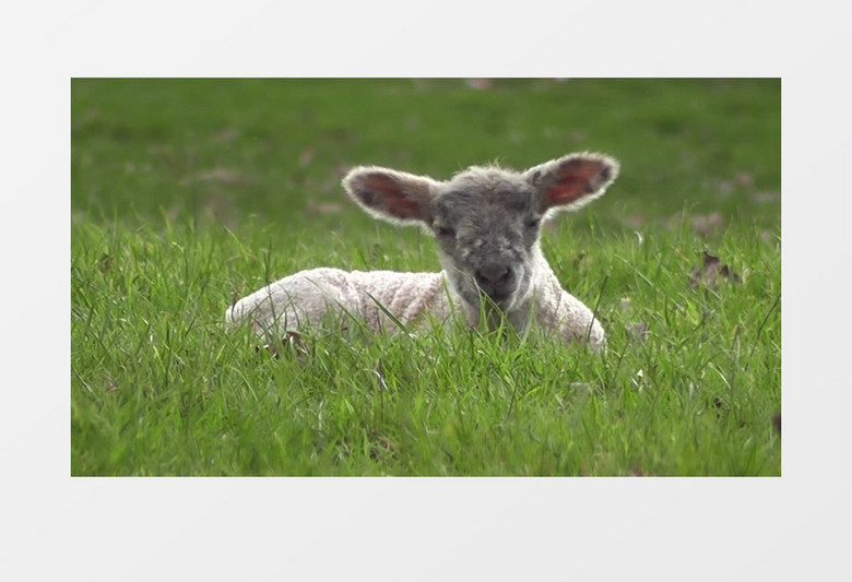趴在草地上休息的小羊实拍视频素材