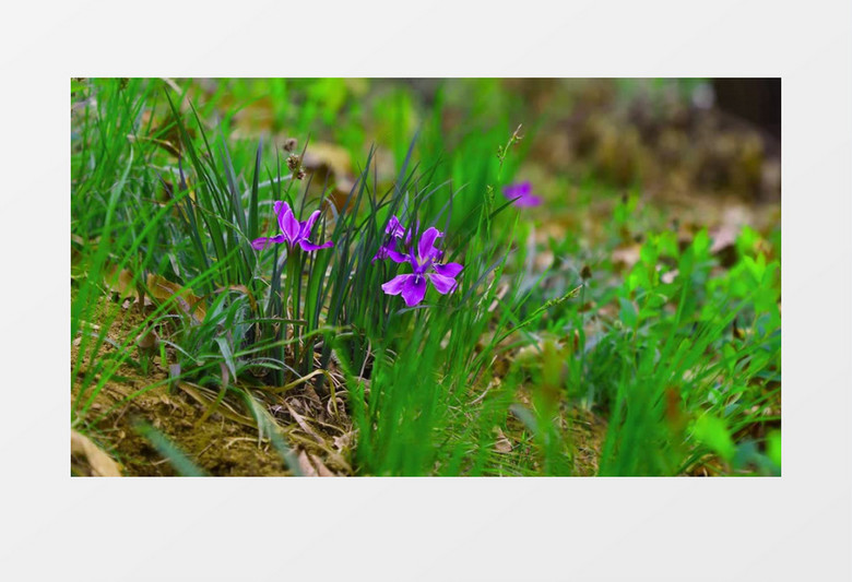 绿草中的紫色花朵随风摆动实拍视频素材