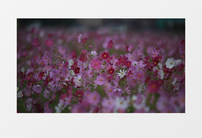 漫山的红色花朵绽放实拍视频素材