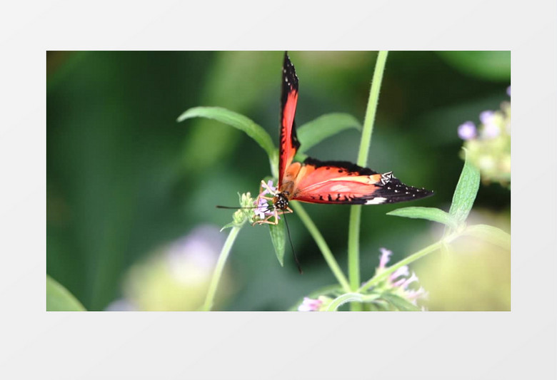 美丽的蝴蝶在小花簇上舞动翅膀实拍视频素材