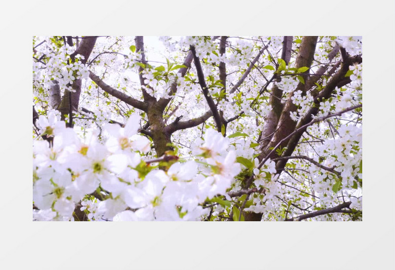 满树的樱花盛开实拍视频素材