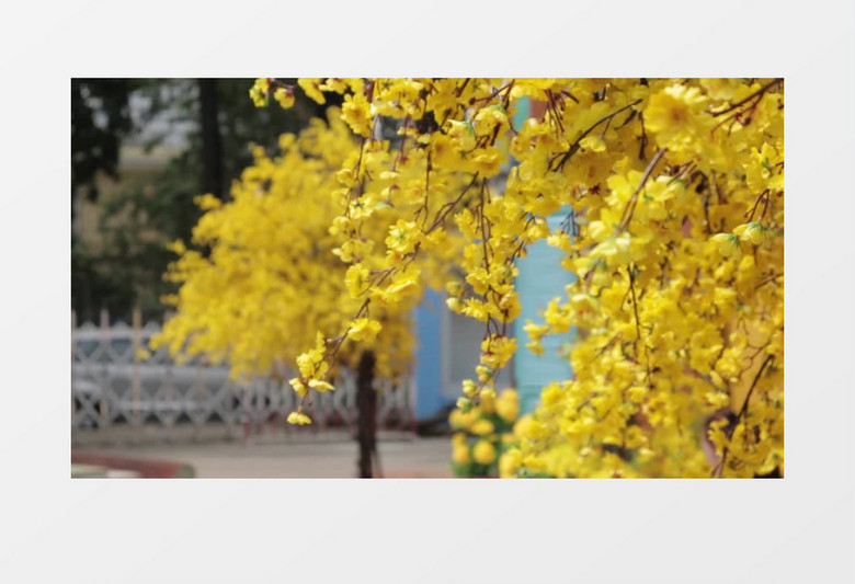 街头开放的黄色迎春花实拍视频素材