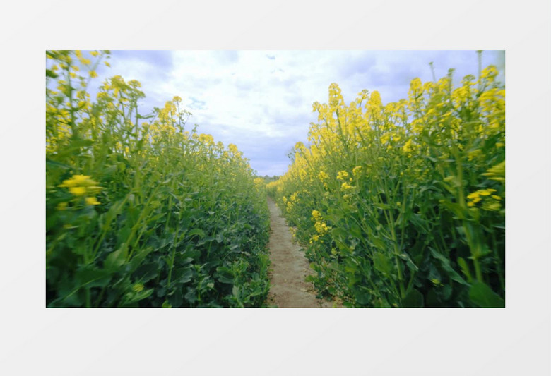 镜头在油菜花中快速推进实拍视频素材