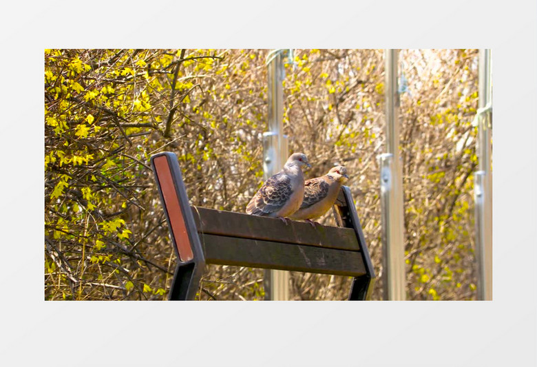 两只小鸟站立在公园的长椅上实拍视频素材