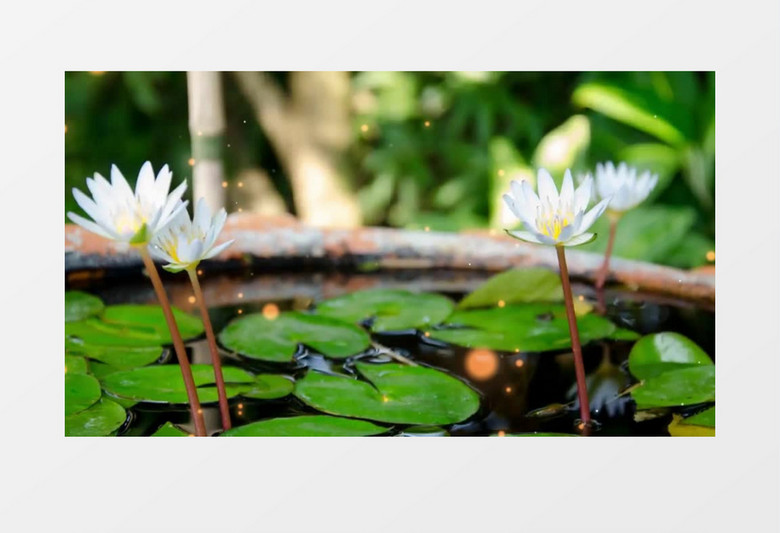 莲花绽放延时视频背景素材