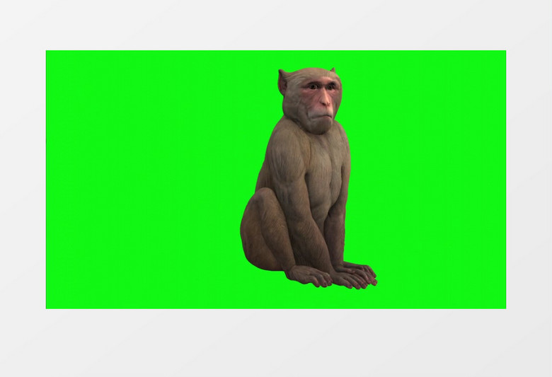 3D旋转的蹲坐的雌性大猩猩视频素材