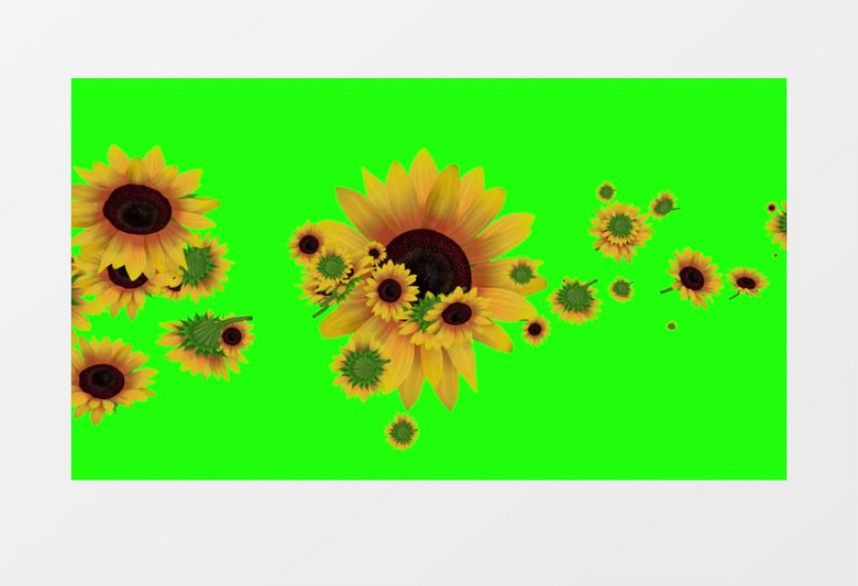 不断漂浮的向日葵视频素材