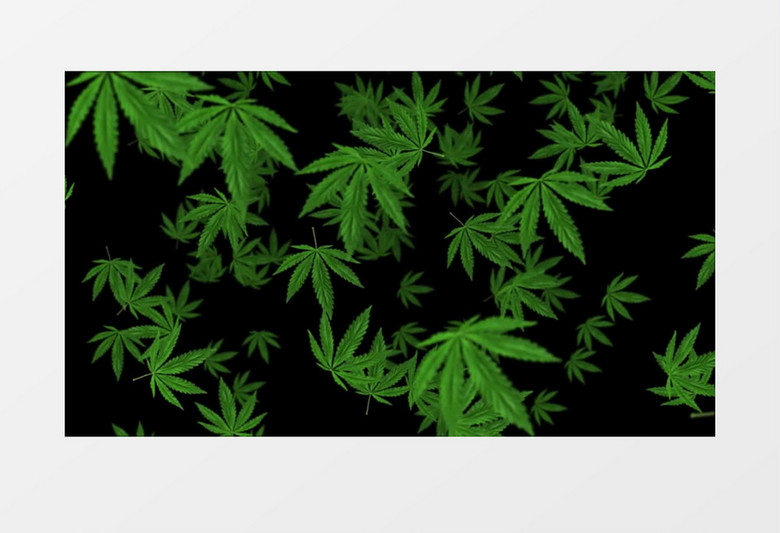 缓缓飘落的绿色树叶视频素材