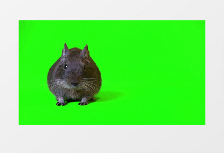 近焦拍摄一只小老鼠的动态视频素材