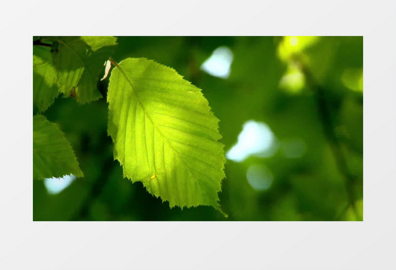 夏季树叶树木大自然混剪背景视频