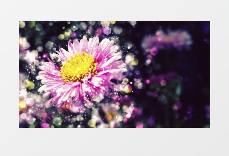 花卉唯美梦幻动态背景视频