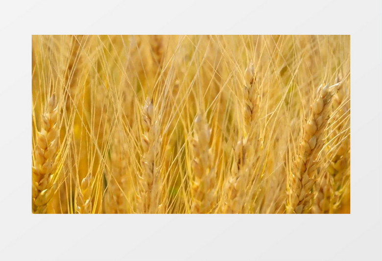 近景实拍黄色成熟的麦穗实拍视频素材