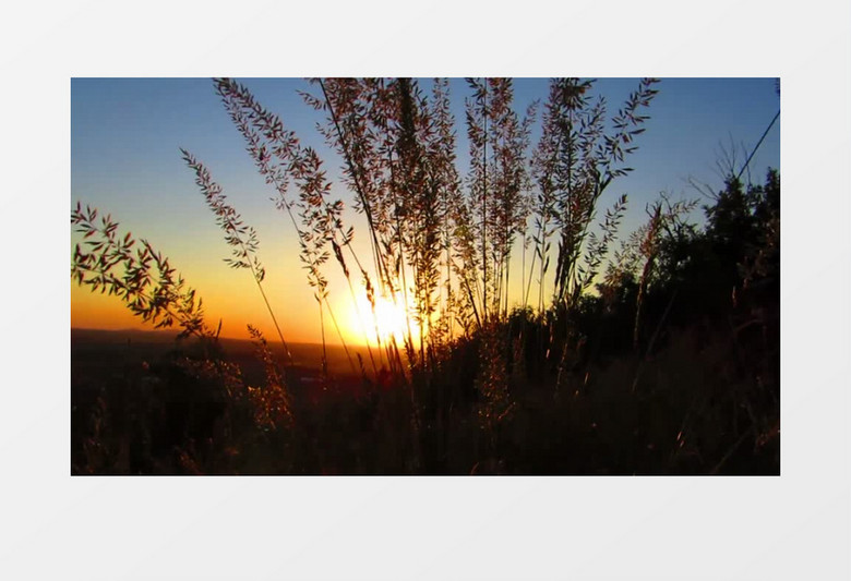 落日下随风飘动的植物实拍视频素材