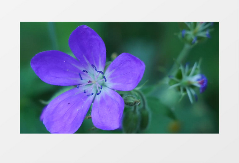 近景实拍紫色的花朵实拍视频素材
