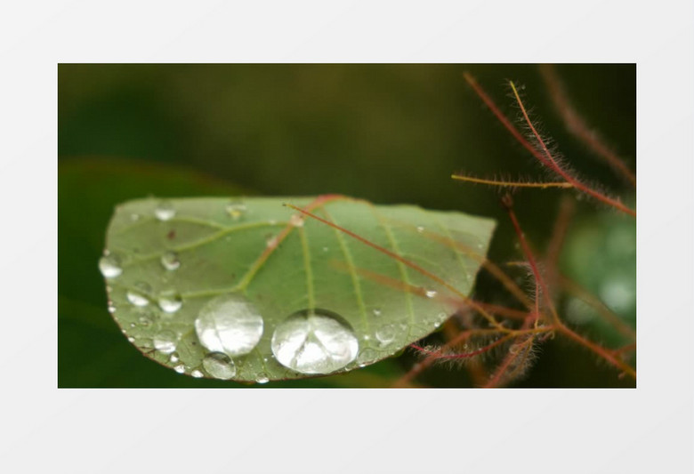 绿叶清晰脉络上的露珠实拍视频素材