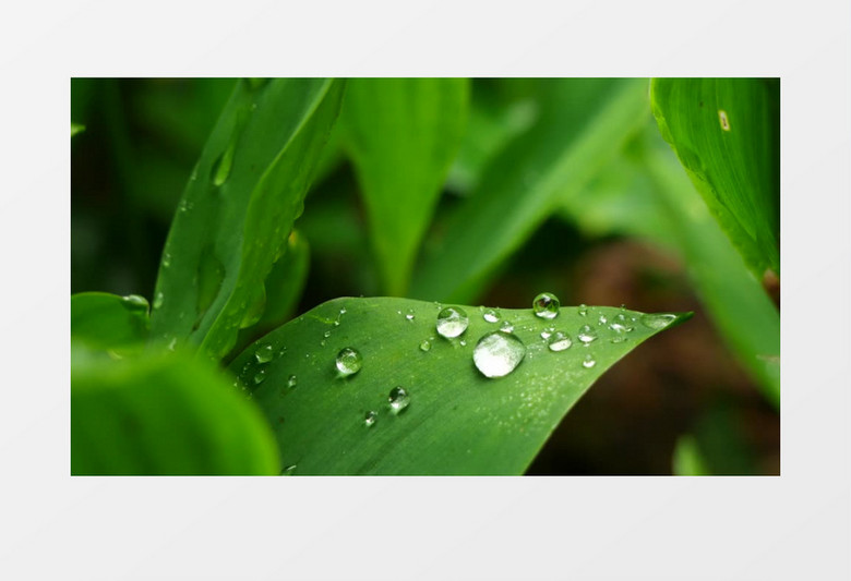 绿叶上剔透的露珠实拍视频素材