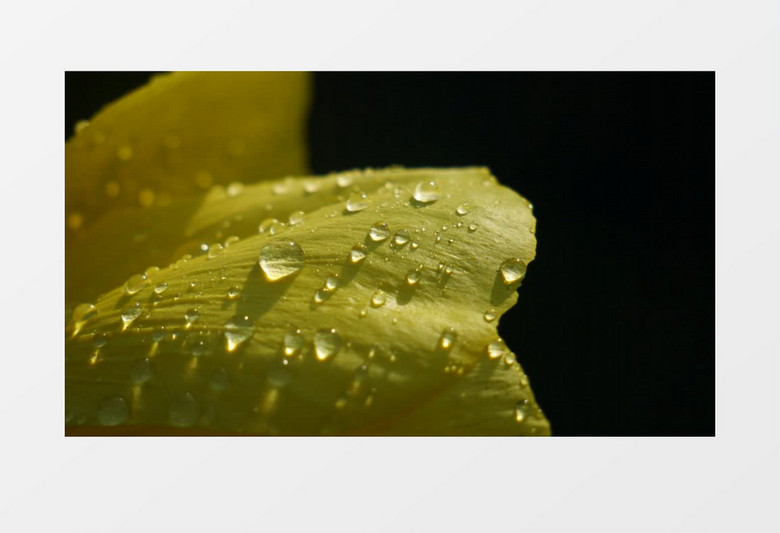 近景实拍绿叶上的露珠实拍视频素材