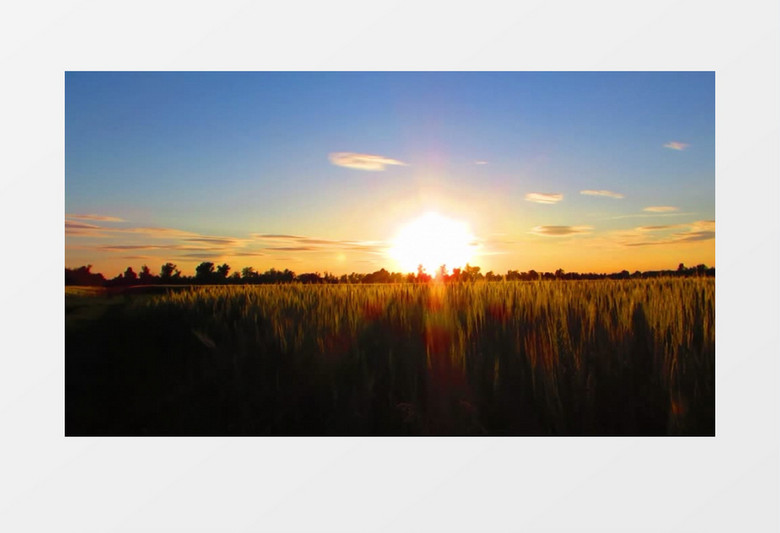 唯美的落日照射着小麦穗实拍视频素材
