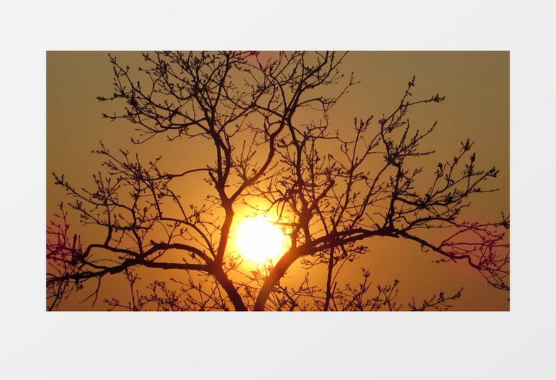 夕阳照射下的树木实拍视频素材