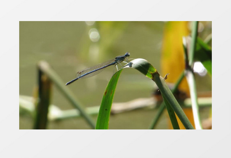 小蜻蜓落在绿叶上一动不动实拍视频素材
