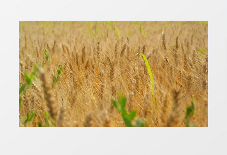 成熟的麦穗在微风下浮动实拍视频素材