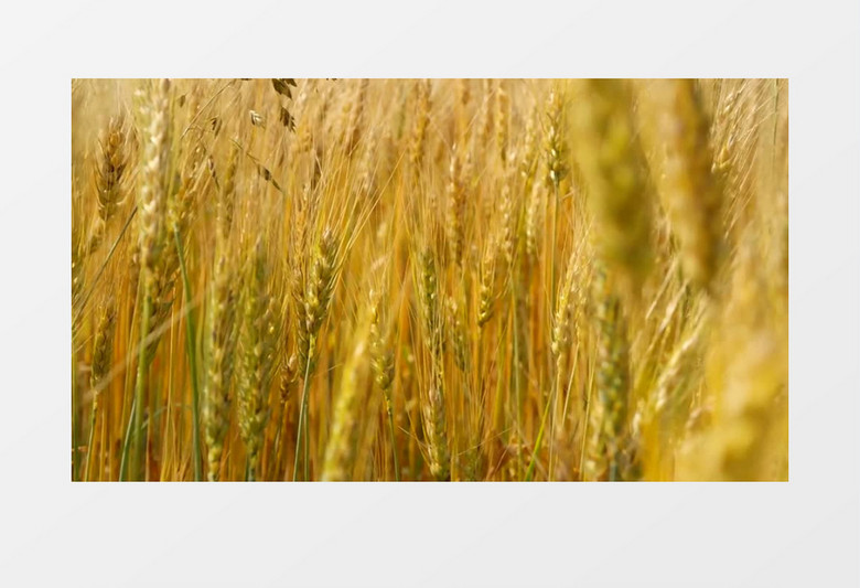 高清实拍成熟的麦田实拍视频素材