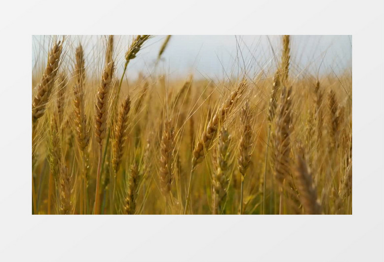 高清实拍成熟的小麦麦穗实拍视频素材