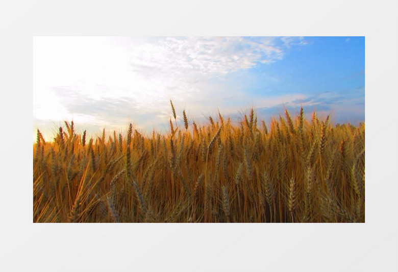 高清实拍蓝天下成熟的麦田实拍视频素材