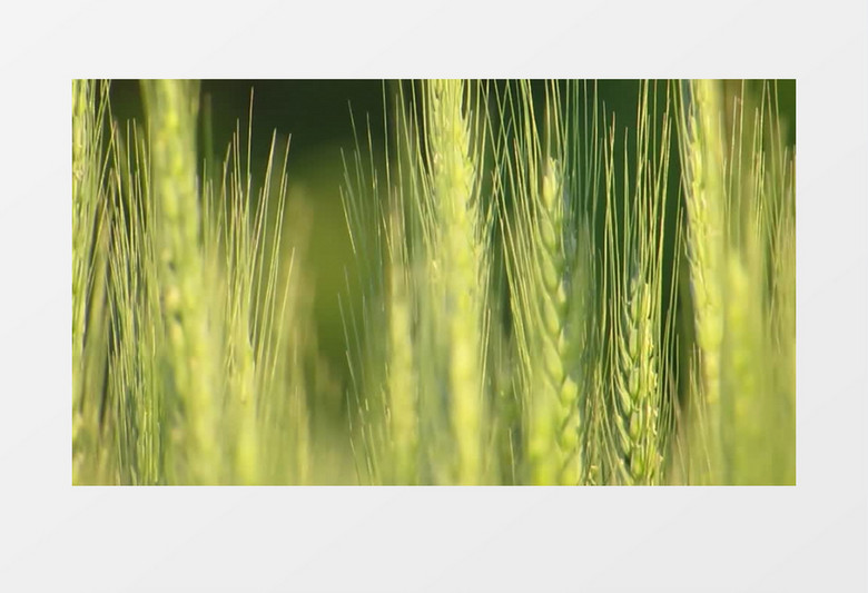 高清实拍绿色的小麦穗实拍视频素材