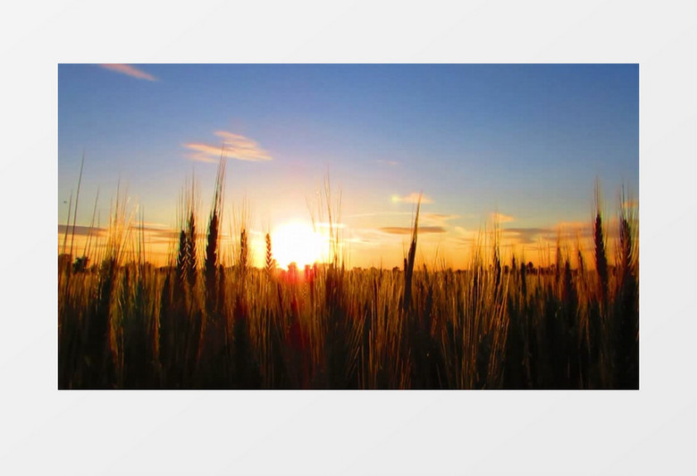 高清实拍夕阳下的麦穗实拍视频素材