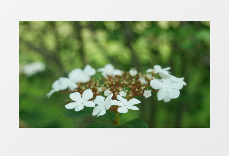 近焦拍摄白色的花簇绽放景象实拍视频素材