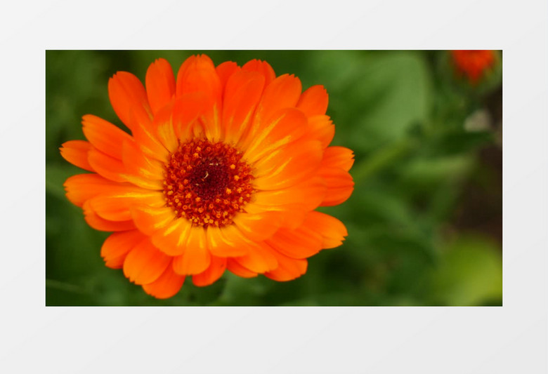 高清近景实拍橙色的花朵实拍视频素材