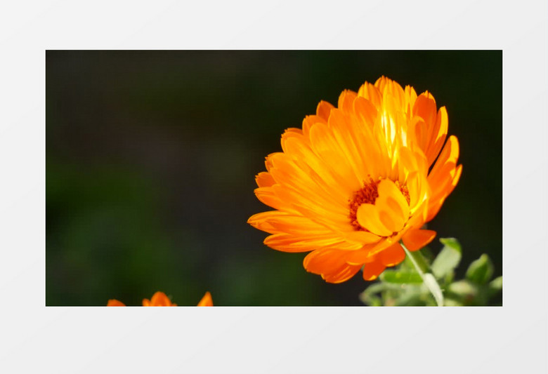 橙色的菊花在随风轻轻晃动实拍视频素材