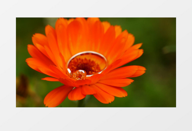 橙色的花朵放着一枚戒指实拍视频素材
