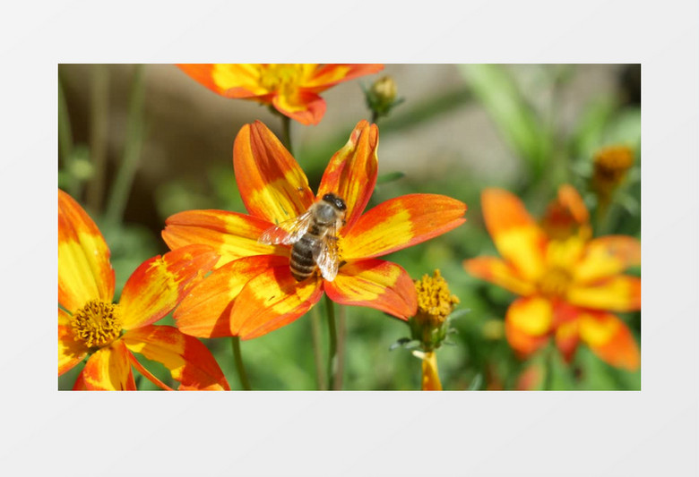 小蜜蜂在橙色的花朵上觅食实拍视频素材